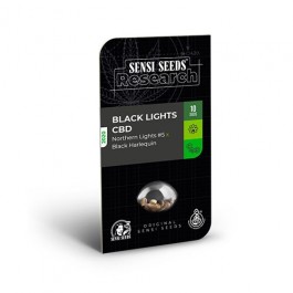 Black Lights CBD Auto (Northern Lights #5 x Black Harlequin) - Samsara Seeds - Sensi Seeds