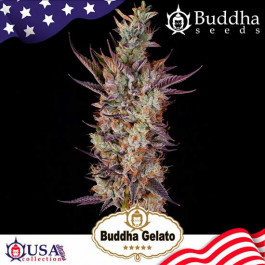 BUDDHA GELATO - Samsara Seeds - Buddha Seeds