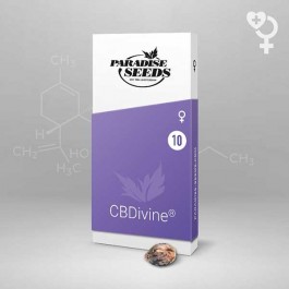 CBDivine - Samsara Seeds - Paradise Seeds