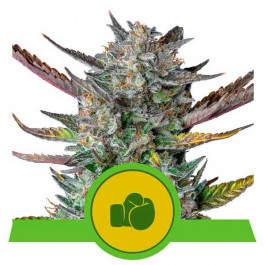 Purple Punch Automatic - Samsara Seeds - Royal Queen Seeds