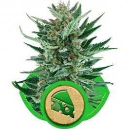 Royal Cheese Automatic - Samsara Seeds - Royal Queen Seeds