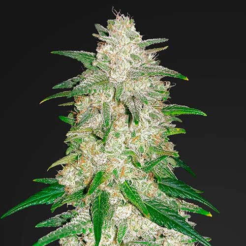 Gelato Auto Samsara Seeds Root Catalog Any category seeds fast buds auto. gelato auto samsara seeds root catalog