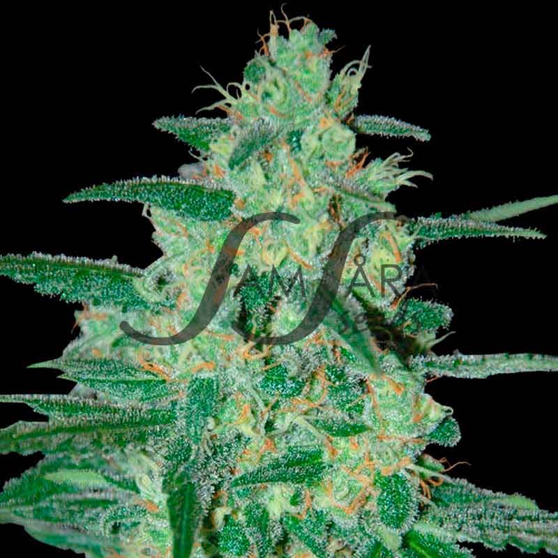 Holy Grail 69 - FEMINISED SEEDS - SAMSARA SEEDS