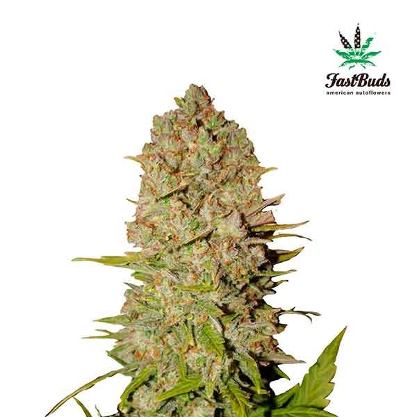Pineapple Express Samsara Seeds Root Catalog C4 buds are made up of rich purple leaves with wispy crystal covered orange pistils. pineapple express samsara seeds root catalog