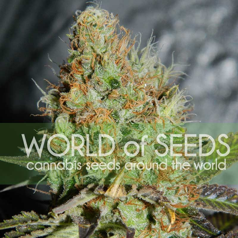 Afghan Kush Special - World of Seeds - Seed Banks