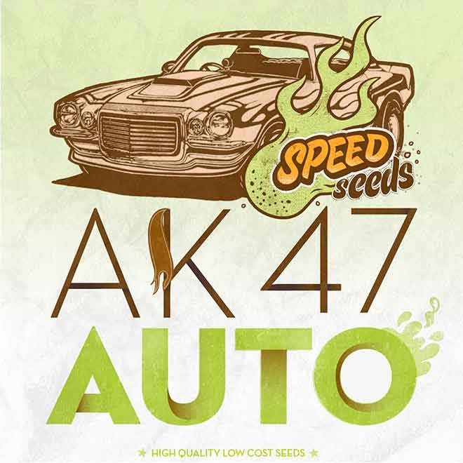AK 47 AUTO - Speed Seeds - Seed Banks