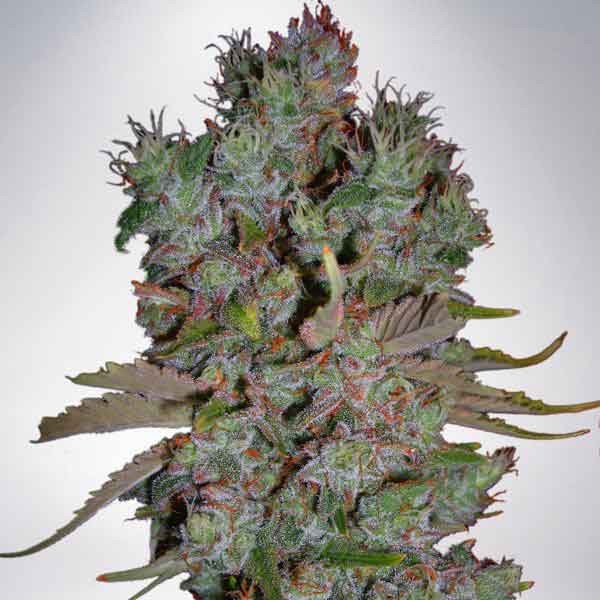 Auto Blueberry Domina - Ministry of Cannabis - Seed Banks