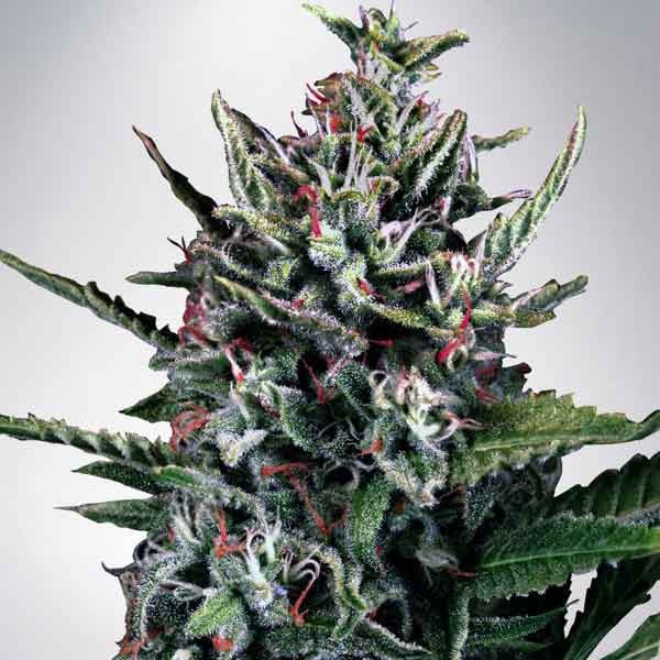 Auto Silver Bullet - Ministry of Cannabis - Seed Banks