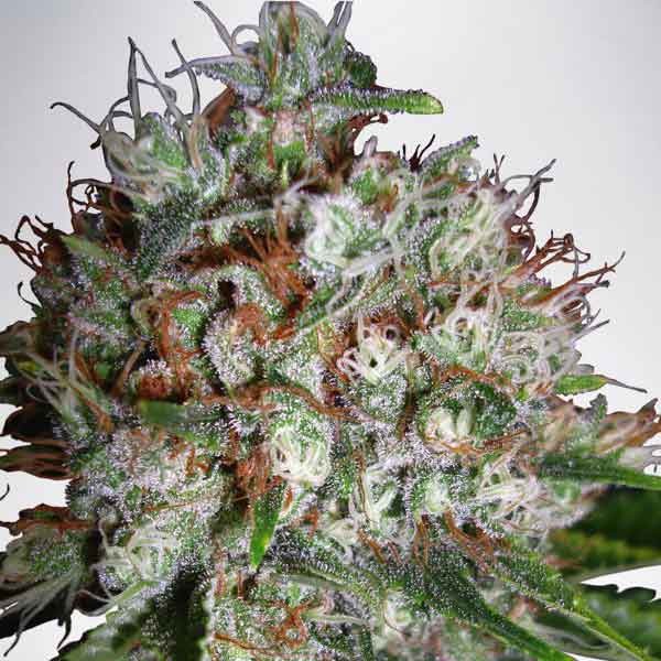 Big Bud XXL - Ministry of Cannabis - Seed Banks