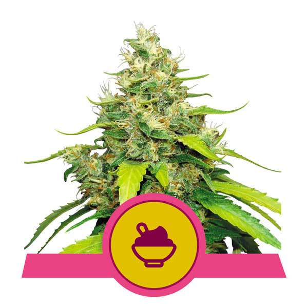 Blue Gelato - Royal Queen Seeds - Seed Banks
