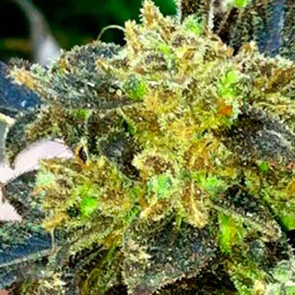 The Cali Connection Samsara Seeds Cannabis Seeds