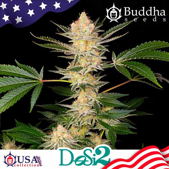 BUDDHA DOSI2 - Buddha Seeds - Seed Banks
