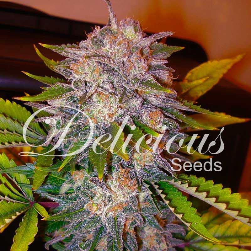Caramelo - Delicious Seeds - Seed Banks