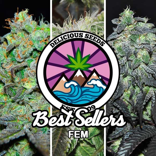 Best Sellers Collection - Delicious Seeds - Seed Banks