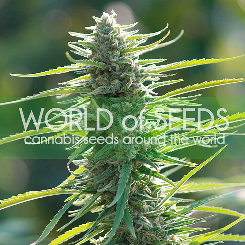 Colombian Gold - World of Seeds - Seed Banks