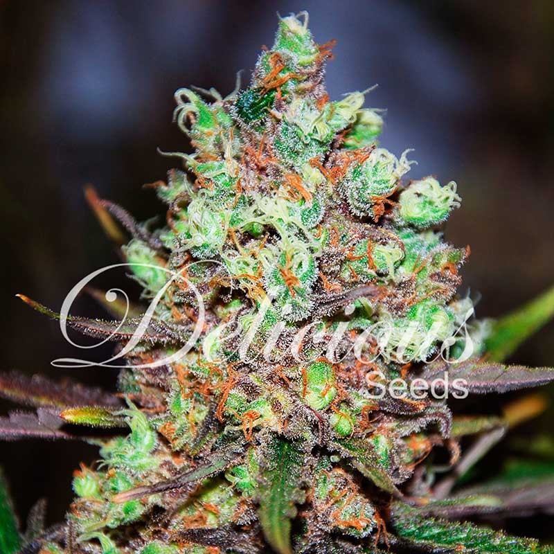 Cotton Candy Kush - Delicious Seeds - Seed Banks