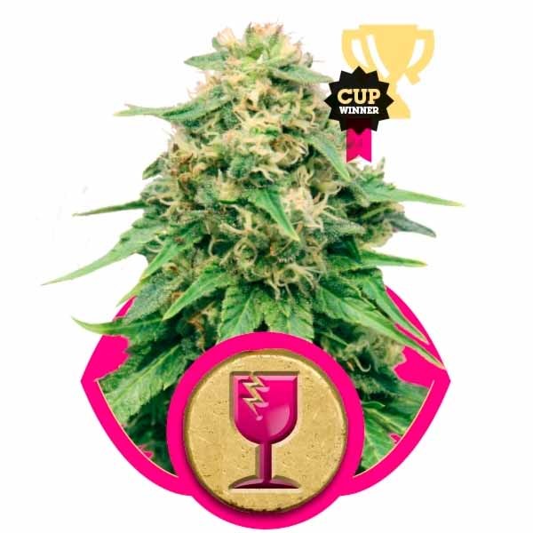 CRITICAL - Royal Queen Seeds - Seed Banks