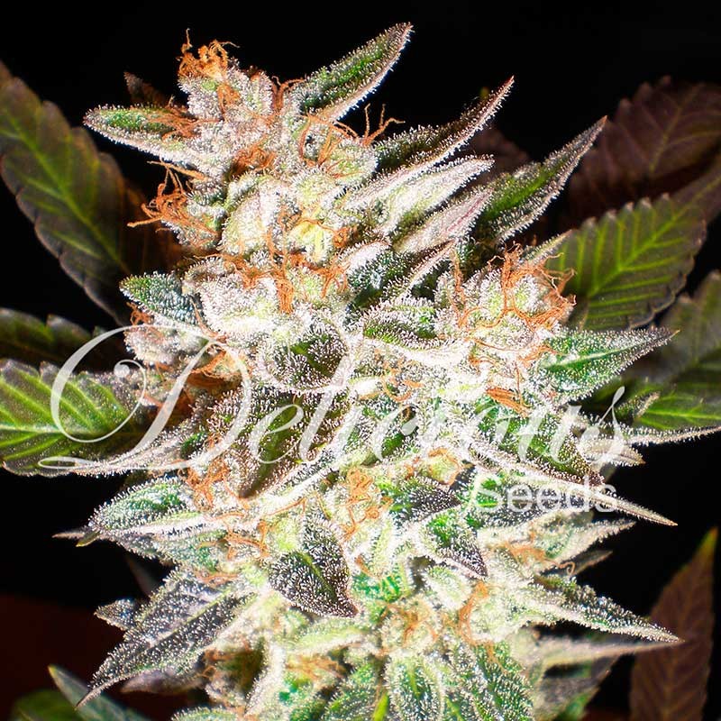 DELICIOUS CANDY AUTO - Delicious Seeds - Seed Banks