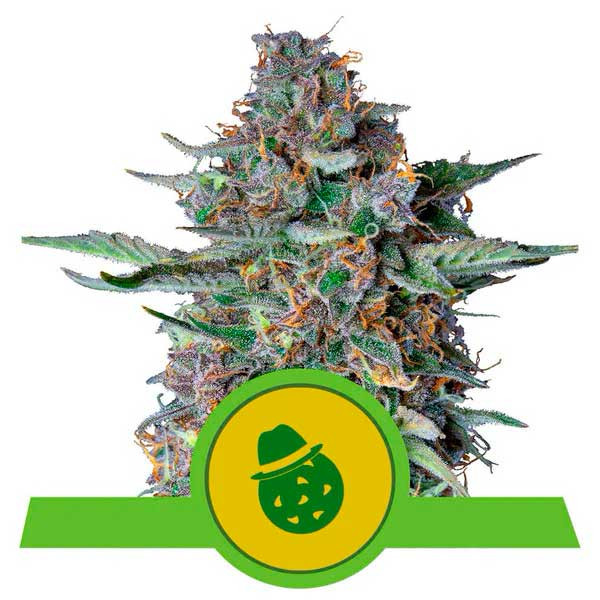 Do-Si-Dos Automatic - Royal Queen Seeds - Seed Banks