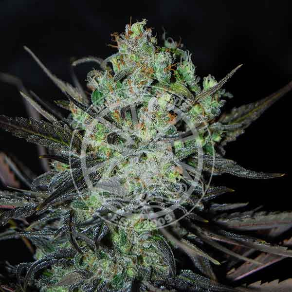 Eleven Roses Auto - Delicious Seeds - Seed Banks