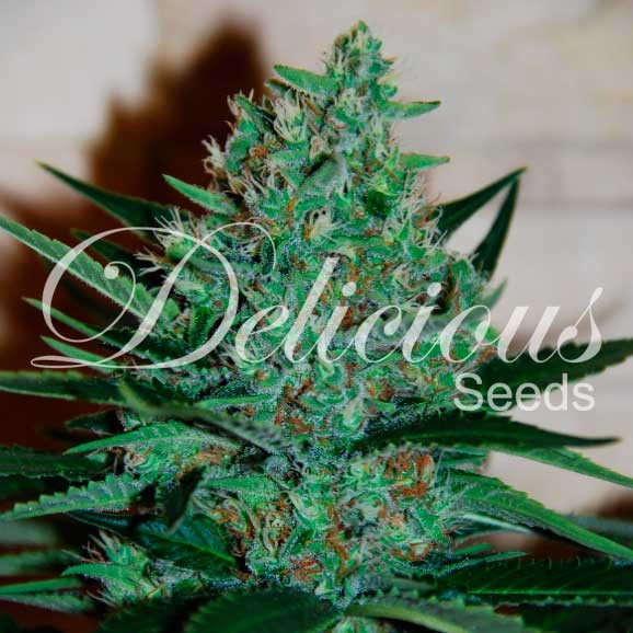 Fruity Chronic Juice - Delicious Seeds - Seed Banks