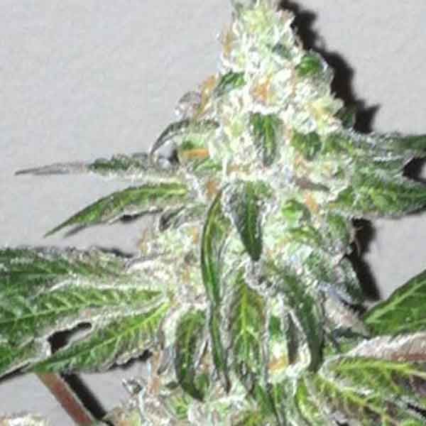 Girl Scout Cookies - 6 seeds - The Cali Connection - Seed Banks