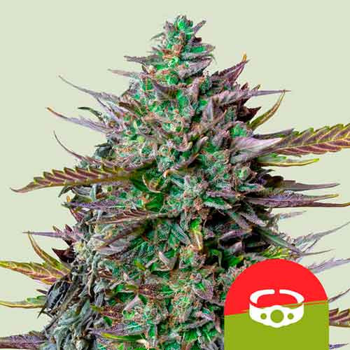 GOAT'lato Auto - Royal Queen Seeds - Seed Banks