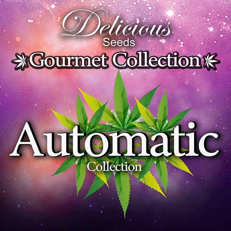 Gourmet Collection - Automatic Strains - Delicious Seeds - Seed Banks