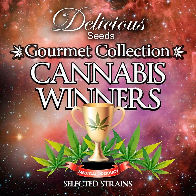 Gourmet Collection - Cannabis Winner Strains - Delicious Seeds - Seed Banks