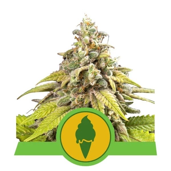 Green Gelato Automatic - Royal Queen Seeds - Seed Banks