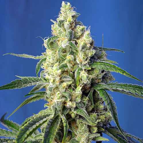 Green Poison XL Auto - Sweet Seeds - Seed Banks