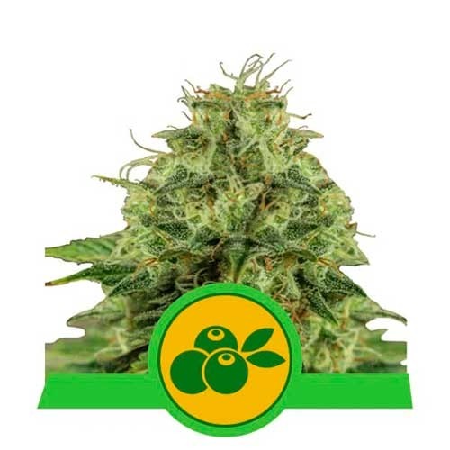 Haze Berry Automatic - Royal Queen Seeds - Seed Banks