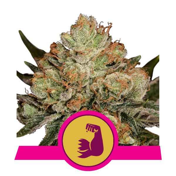 HulkBerry - Royal Queen Seeds - Seed Banks