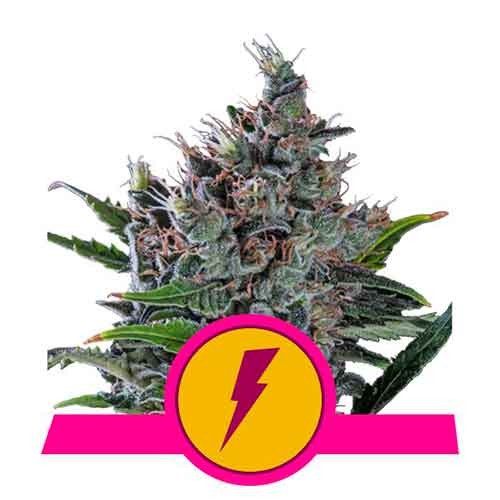 North Thunderfuck - Royal Queen Seeds - Seed Banks
