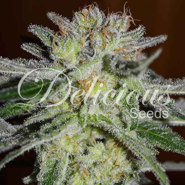 Northern Light Blue - Delicious Seeds - Seed Banks