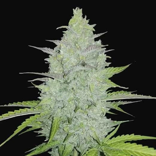 Cheese Auto - FastBuds - Seed Banks