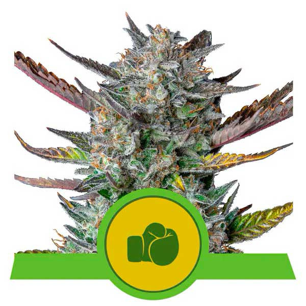 Purple Punch Automatic - Royal Queen Seeds - Seed Banks