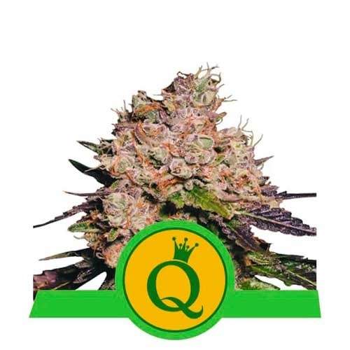 Purple Queen Automatic - Royal Queen Seeds - Seed Banks