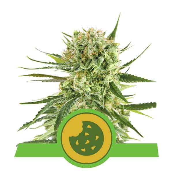 Royal Cookies Automatic - Royal Queen Seeds - Seed Banks