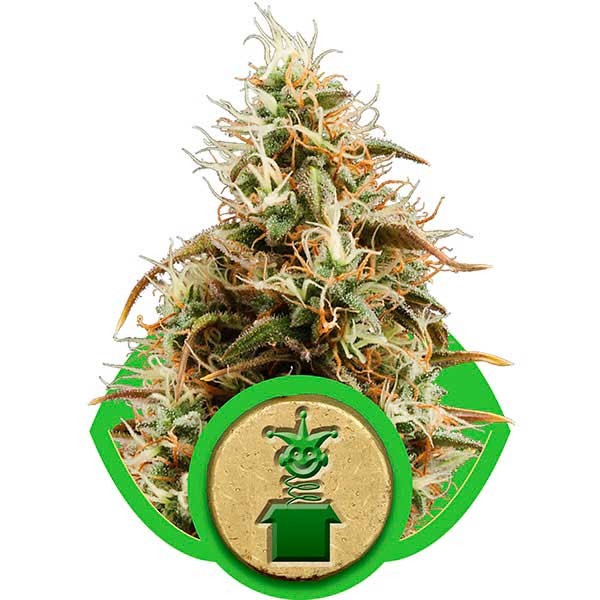 Royal Jack Automatic - Royal Queen Seeds - Seed Banks