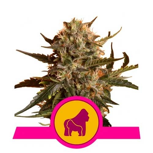 Mother Gorilla - Royal Queen Seeds - Seed Banks