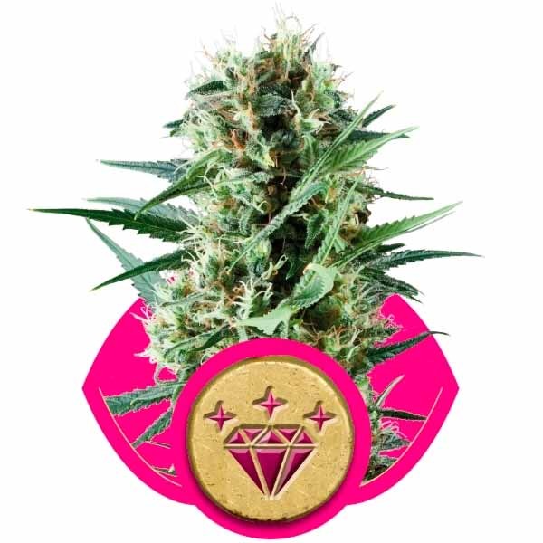 SPECIAL KUSH #1 - Royal Queen Seeds - Seed Banks