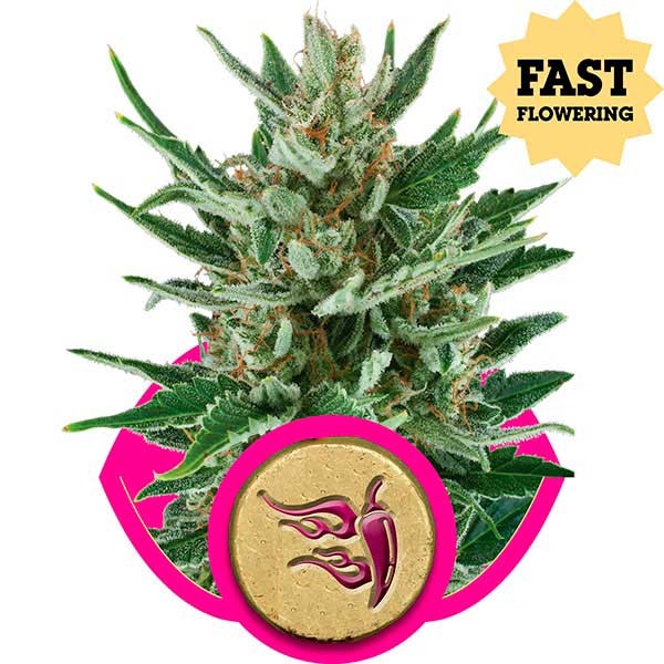 Speedy Chile (Fast Flowering) - Royal Queen Seeds - Seed Banks