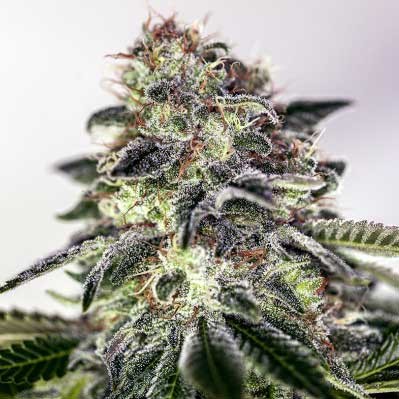 Sticky Dream Express - 5 seeds - Positronics - Seed Banks