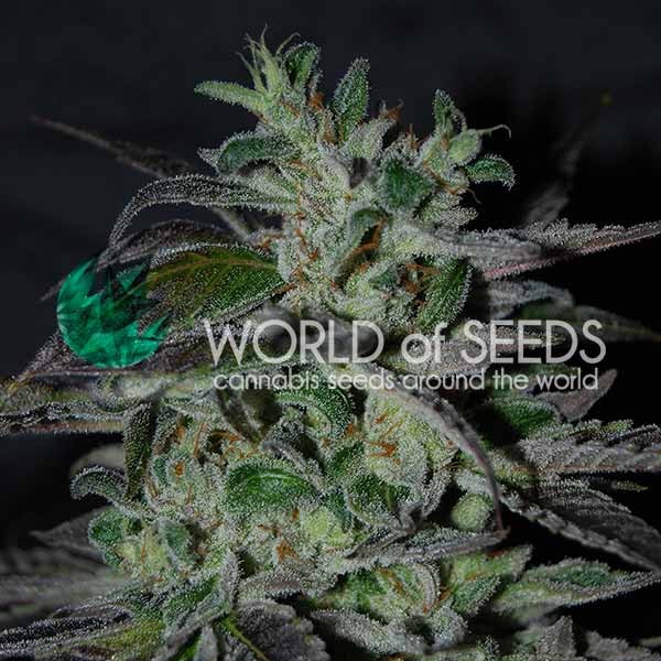 Strawberry Blue Early Harvest - World of Seeds - Seed Banks