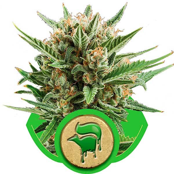 Sweet Skunk Automatic - Royal Queen Seeds - Seed Banks