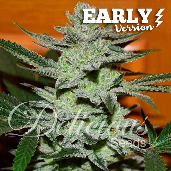UNKNOWN KUSH EARLY VERSION - Delicious Seeds - Seed Banks
