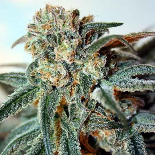 ZOMBIE KUSH - Ripper Seeds - Seed Banks