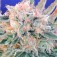 Purchase AUTO BLUEBERRY GHOST OG