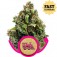 Purchase Candy Kush Express (Fast Flowering)